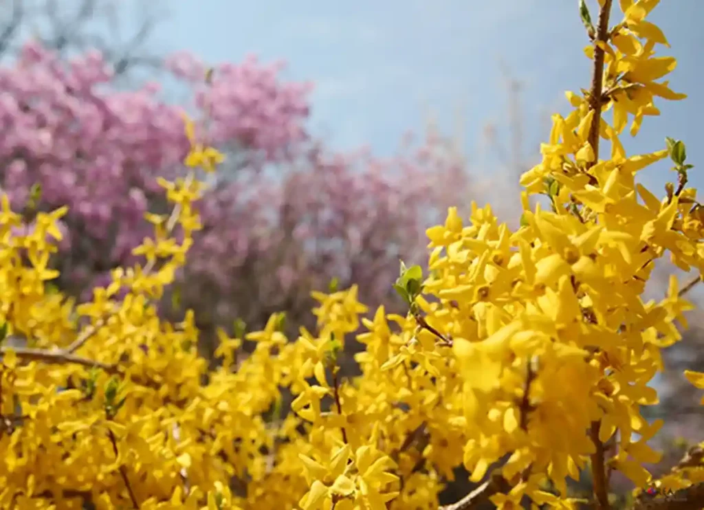 flowers in korean, korean flowers in bloom, korean flowers in bloom tumblr, jin ha korean flowers in bloom, flower in korean, korean word for flower, flowers in korea, flowers in south korea, how to say flower in korean