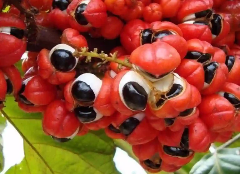 what does guanabana taste like, guanabana taste,guanabana flavor,how does soursop taste, soursop taste like, graviola taste, what does soursop taste like, guanabana in english, guanábana in english