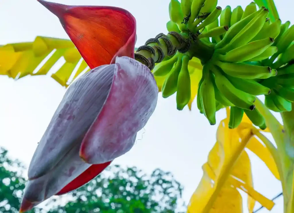 where to buy banana blossom, where to buy banana blossoms, banana blossom where to buy, where can i buy banana blossom, where to buy banana blossoms, banana blossom where to buy,buy banana blossom