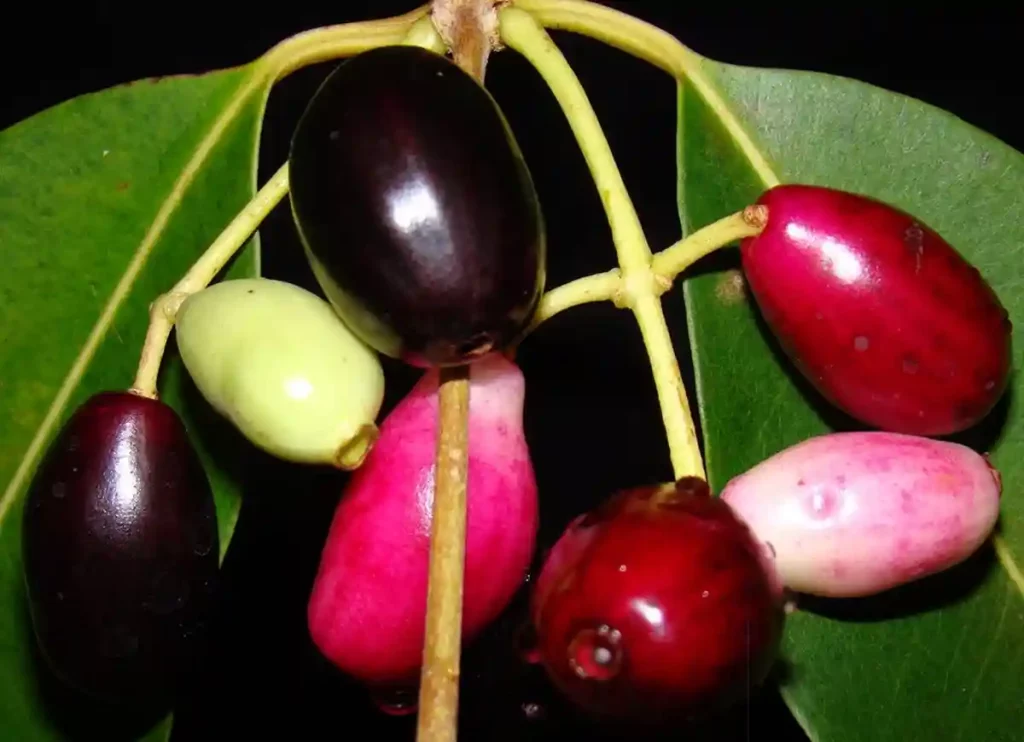 where to buy jamun fruit in usa, where can i buy jamun fruit in usa,jamun fruit in usa, where can i buy jamun, where can i buy jamun fruit, where can you buy jamun fruit