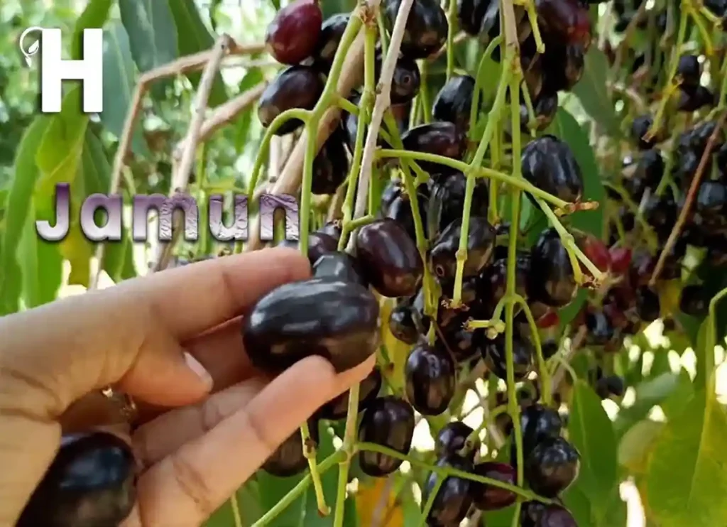 where to buy jamun fruit in usa, where can i buy jamun fruit in usa,jamun fruit in usa, where can i buy jamun, where can i buy jamun fruit, where can you buy jamun fruit