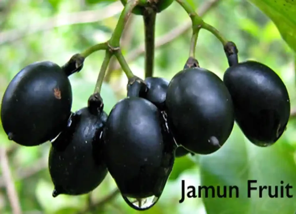 where to buy jamun fruit in usa, where can i buy jamun fruit in usa,jamun fruit in usa, where can i buy jamun, where can i buy jamun fruit, where can you buy jamun fruit