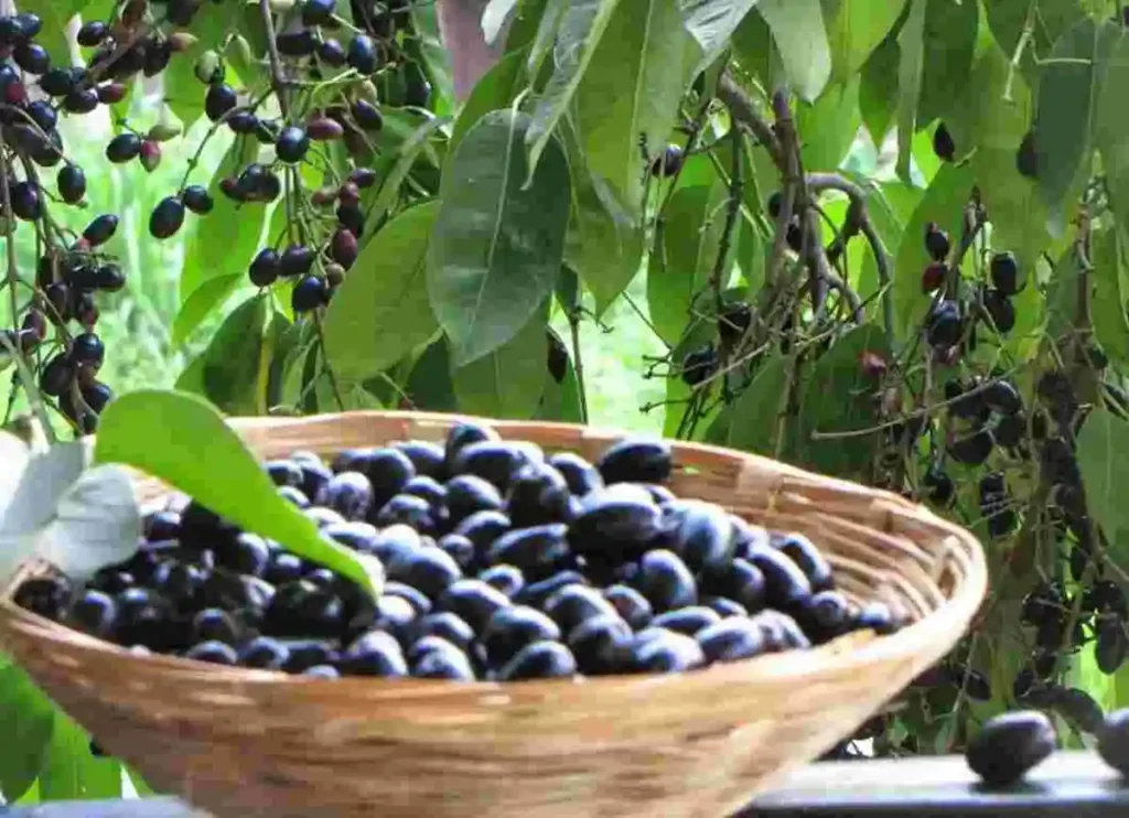 where to buy jamun fruit in usa, where can i buy jamun fruit in usa,jamun fruit in usa, where can i buy jamun, where can i buy jamun fruit, where can you buy jamun fruit