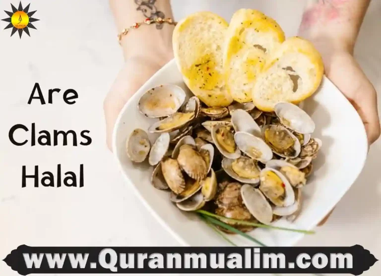 are clams halal, muslim food restrictions, shrimp halal,shrimp halal, halal fish, halal fish, what muslims cant eat, octopus is halal ,octopus is halal, is shrimp considered meat
