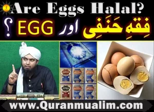 are eggs halal, are turtle eggs halal,are all eggs halal, what can muslims not eat,what are eggs classed as,are eggs halal, eggs halal,what can't muslims eat,what can muslims eat, haram chicken,halal in muslim, what does muslims eat