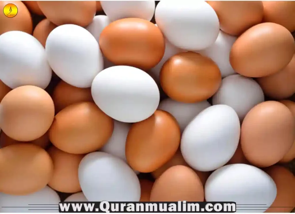 are eggs halal, are turtle eggs halal,are all eggs halal, what can muslims not eat,what are eggs classed as,are eggs halal, eggs halal,what can't muslims eat,what can muslims eat, haram chicken,halal in muslim, what does muslims eat