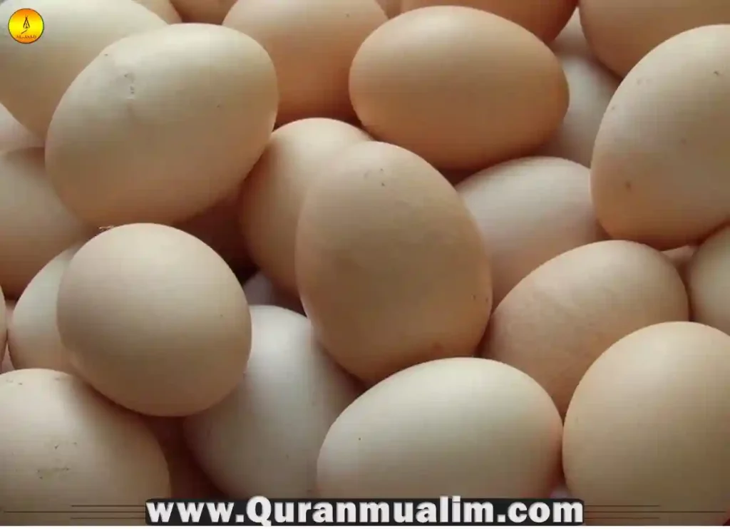 are eggs halal, are turtle eggs halal,are all eggs halal, what can muslims not eat,what are eggs classed as,are eggs halal, eggs halal,what can't muslims eat,what can muslims eat, haram chicken,halal in muslim, what does muslims eat