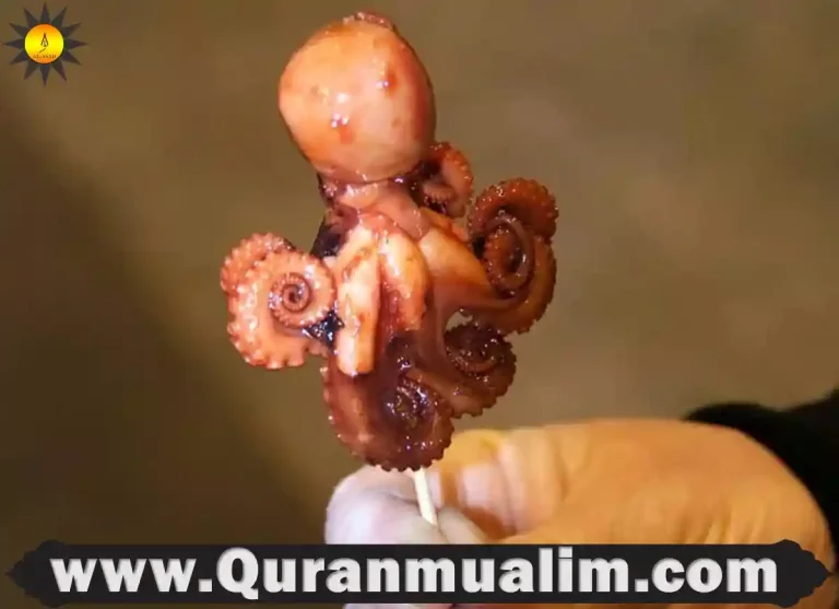 calamari is halal, is calamari halal, is calamari halal hanafi, is calamari halal shia, is calamari halal sistani, what is calamari, calamari is halal, is calamari halal, calamari squid alive, what is calmari