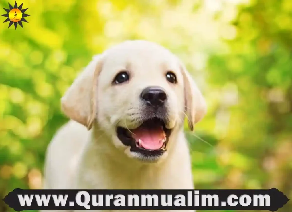 why are dogs haram but not cats, are dogs halal, why are dogs haram, are dogs allowed in islam, are dogs haram in islam, are dogs haram in the house