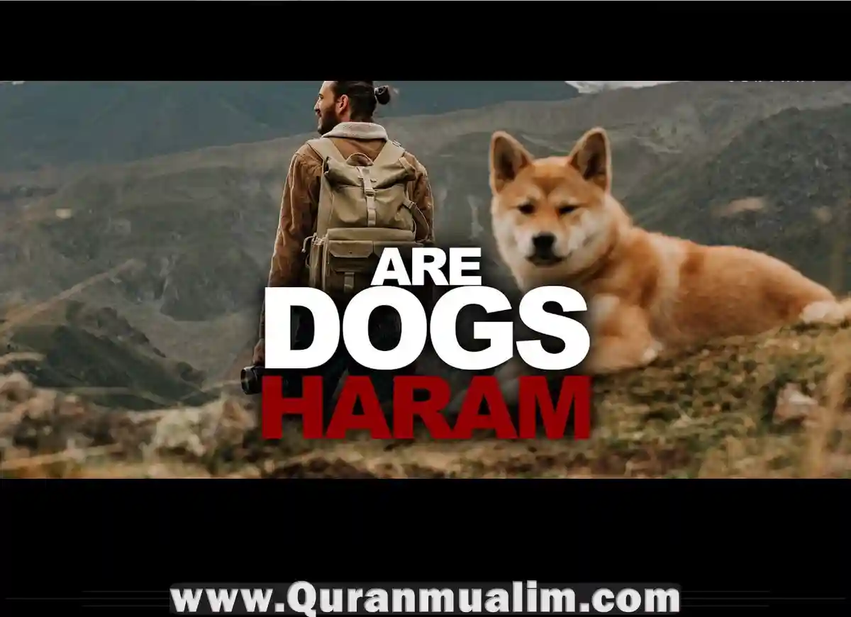 why are dogs haram but not cats, are dogs halal, why are dogs haram, are dogs allowed in islam, are dogs haram in islam, are dogs haram in the house
