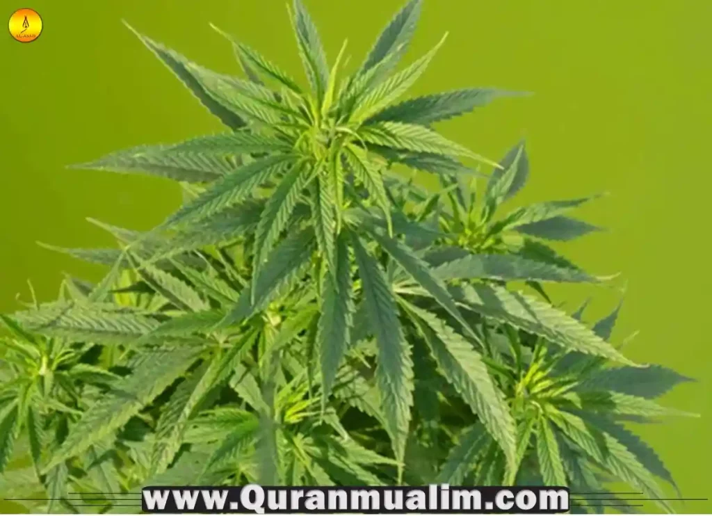 is cbd halal,is cbd oil halal,is cbd gummies halal,is cbd drink halal,is cbd halal hanafi