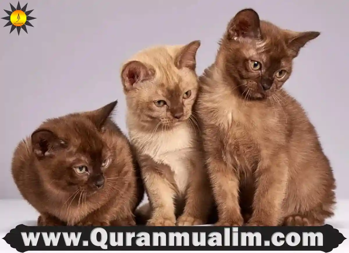 is it haram to have a cat, is it haram to have a black cat, cats islam, cats islam, cats and islam ,cats and islam, abu hurairah cats, is it haram to have a cat, is it haram to have a cat