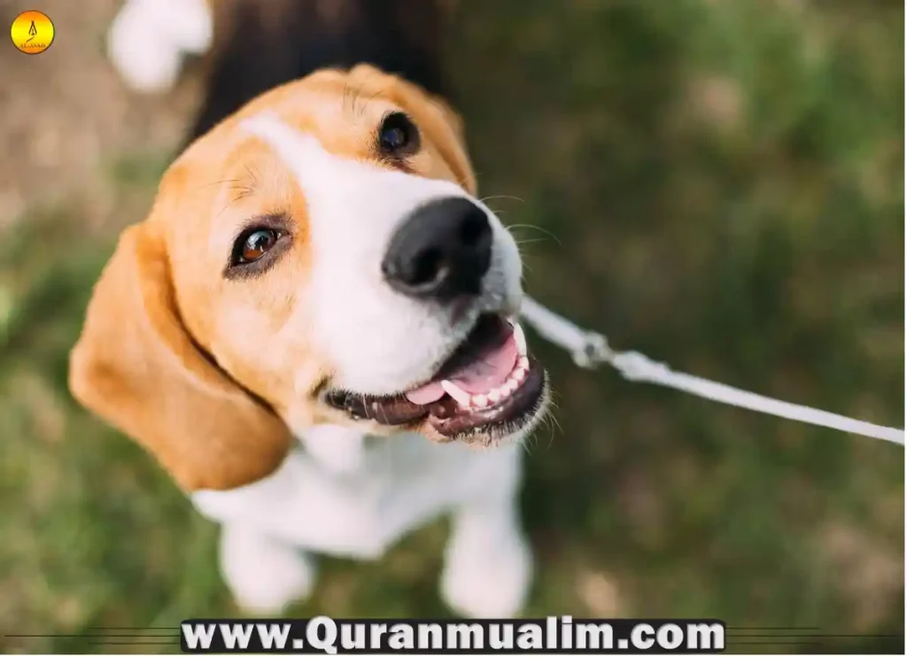 is it haram to have a dog, is it haram to have a dog for protection, islam haram,dogs in islam, islamic dog, cats islam, haram dog, are dogs haram, why are dogs haram, muslims and dogs,is it haram to have a dog, dogs and islam