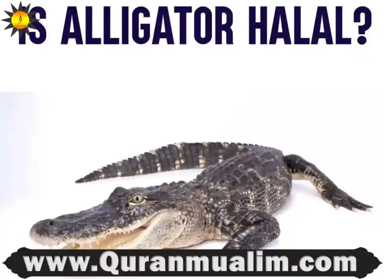 is alligator meat halal, is alligator meat halal, is eating alligator haram,is alligator haram,is alligator kosher, can you eat a alligator gar, best part of alligator to eat,is crocodile haram,is alligator meat or fish, alligator in arabic