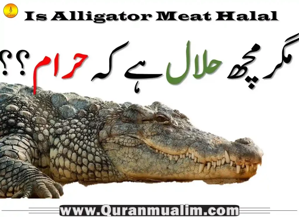 is alligator meat halal, is alligator meat halal, is eating alligator haram,is alligator haram,is alligator kosher, can you eat a alligator gar, best part of alligator to eat,is crocodile haram,is alligator meat or fish, alligator in arabic