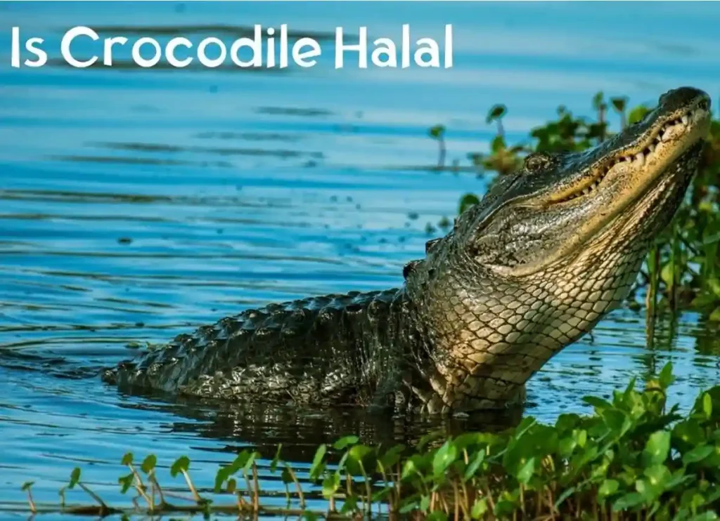 is alligator meat halal, is alligator meat halal, is eating alligator haram,is alligator haram,is alligator kosher, can you eat a alligator gar, best part of alligator to eat,is crocodile haram,is alligator meat or fish, alligator in arabic