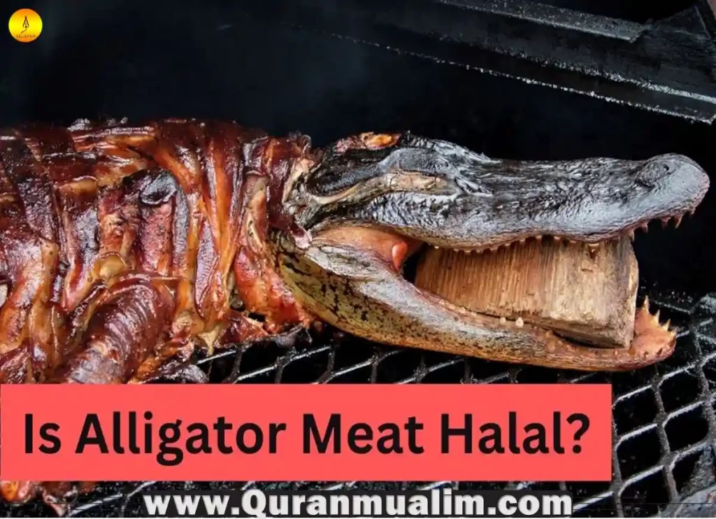 is alligator meat halal, is alligator meat halal, is eating alligator haram,is alligator haram,is alligator kosher, can you eat a alligator gar, best part of alligator to eat,is crocodile haram,is alligator meat or fish, alligator in arabic