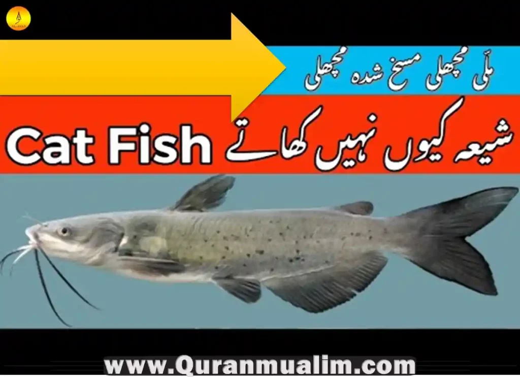 is catfish halal,is catfish halal shia,is catfish halal or haram,catfish is halal or haram in islam