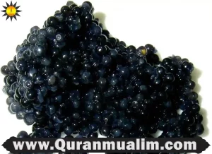 is caviar halal, caviar is halal, is caviar halal sistani, is fish haram, shrimp is halal or haram, is octopus haram, counterpart to halal ,is shark halal, is seafood haram, is monopoly haram, is fishing haram