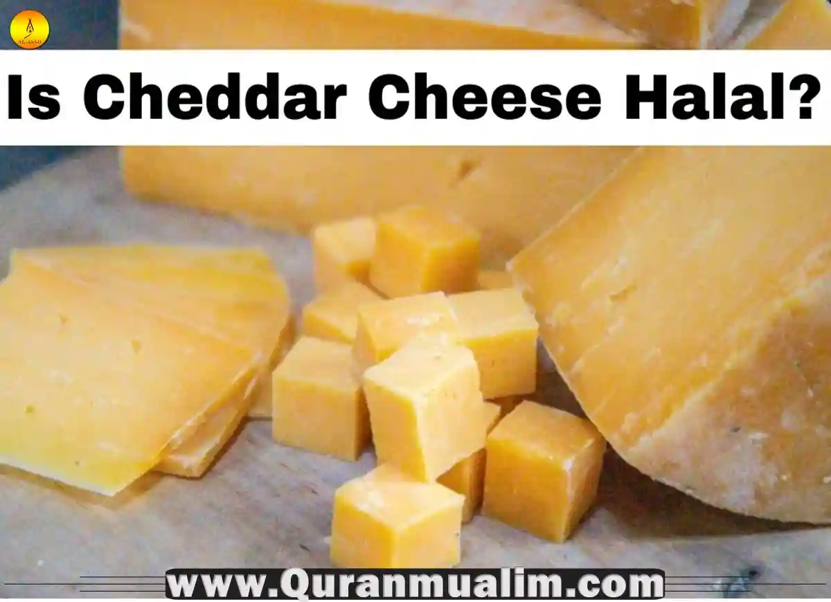 Is Cheddar Cheese Halal? Facts 2023 Quran Mualim