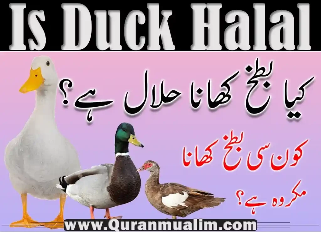 is duck halal, halal duck, duck donuts halal, halal duck near me, halal duck costco, is duck egg halal, is duck fat halal, are duck eggs halal, halal peking duck, duck fat halal ,duck is halal ,duck is halal or haram in islam