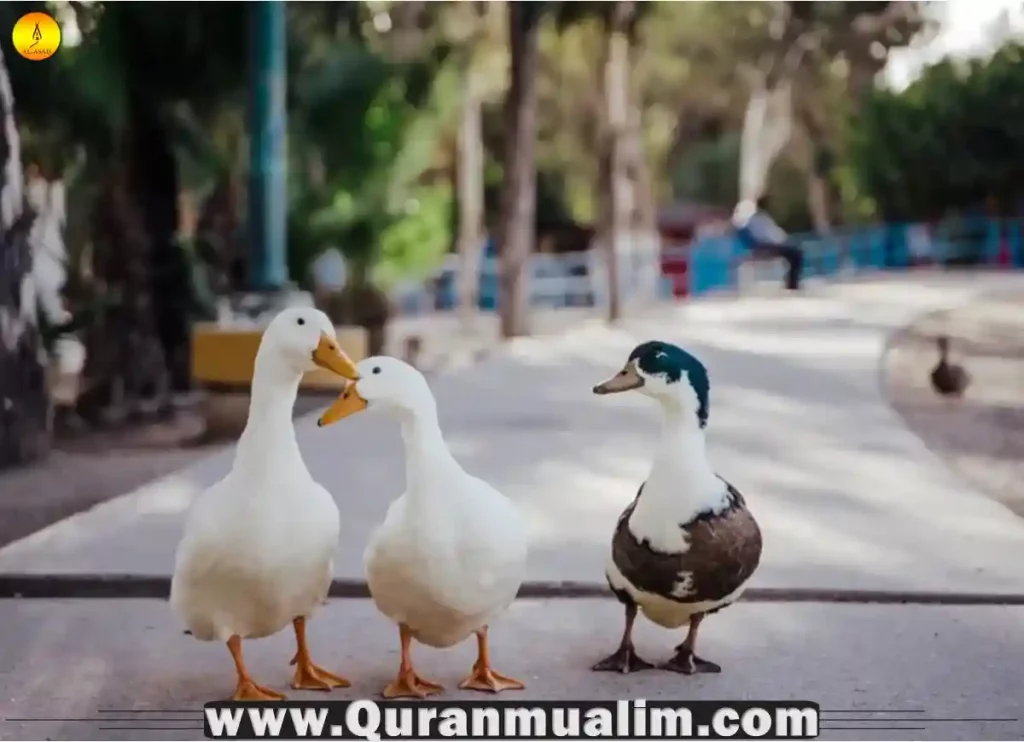 is duck halal, halal duck, duck donuts halal, halal duck near me, halal duck costco, is duck egg halal, is duck fat halal, are duck eggs halal, halal peking duck, duck fat halal ,duck is halal ,duck is halal or haram in islam