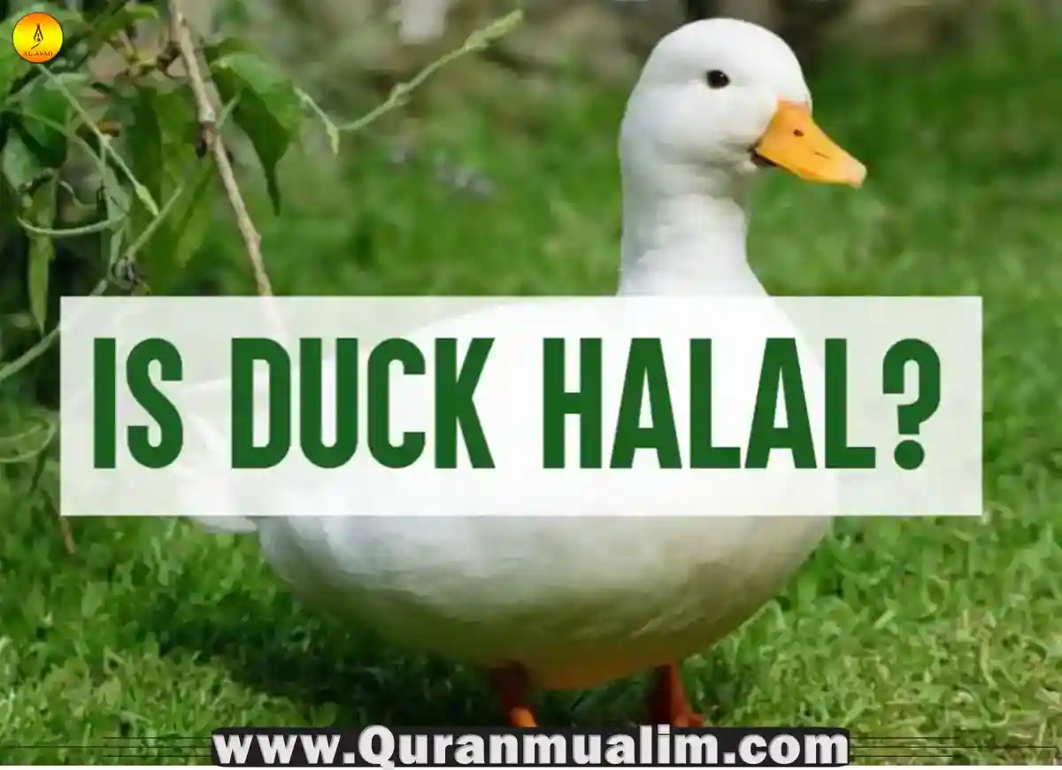 Is Duck Halal Or Haram Can Muslims Eat It Quran Mualim