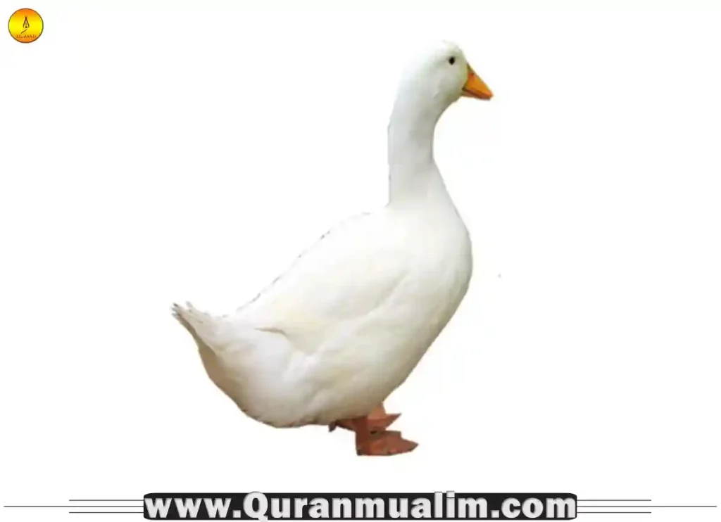 is duck halal, halal duck, duck donuts halal, halal duck near me, halal duck costco, is duck egg halal, is duck fat halal, are duck eggs halal, halal peking duck, duck fat halal ,duck is halal ,duck is halal or haram in islam