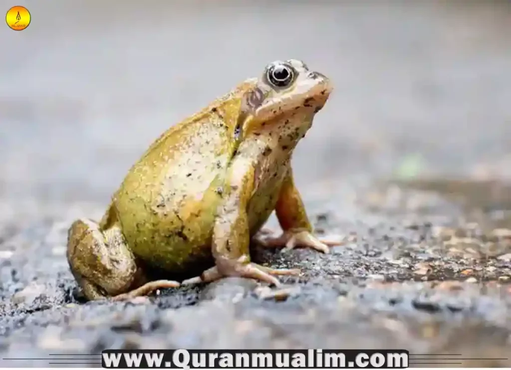 is frog halal, are frogs halal, is frogs halal, are frog legs halal, are frogs halal to eat