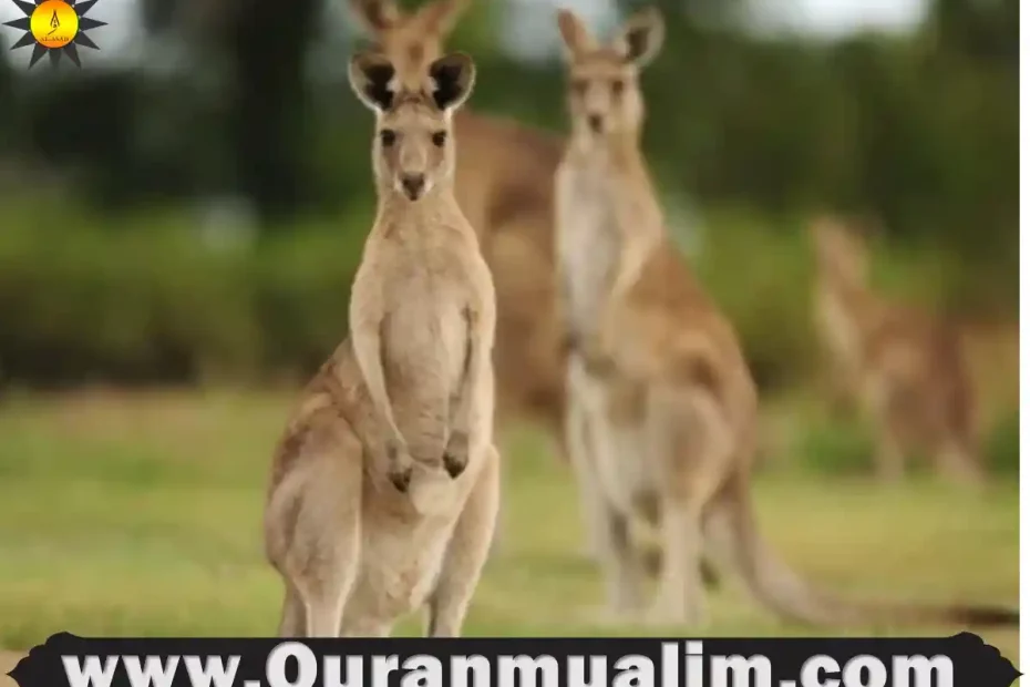 is kangaroo meat legal in the us,kangaroo meat, is kangaroo meat legal, kangaroo us, kagaroo meat,is kangaroo meat legal in the us, why is kangaroo meat banned in the us,kangaroo meat usa