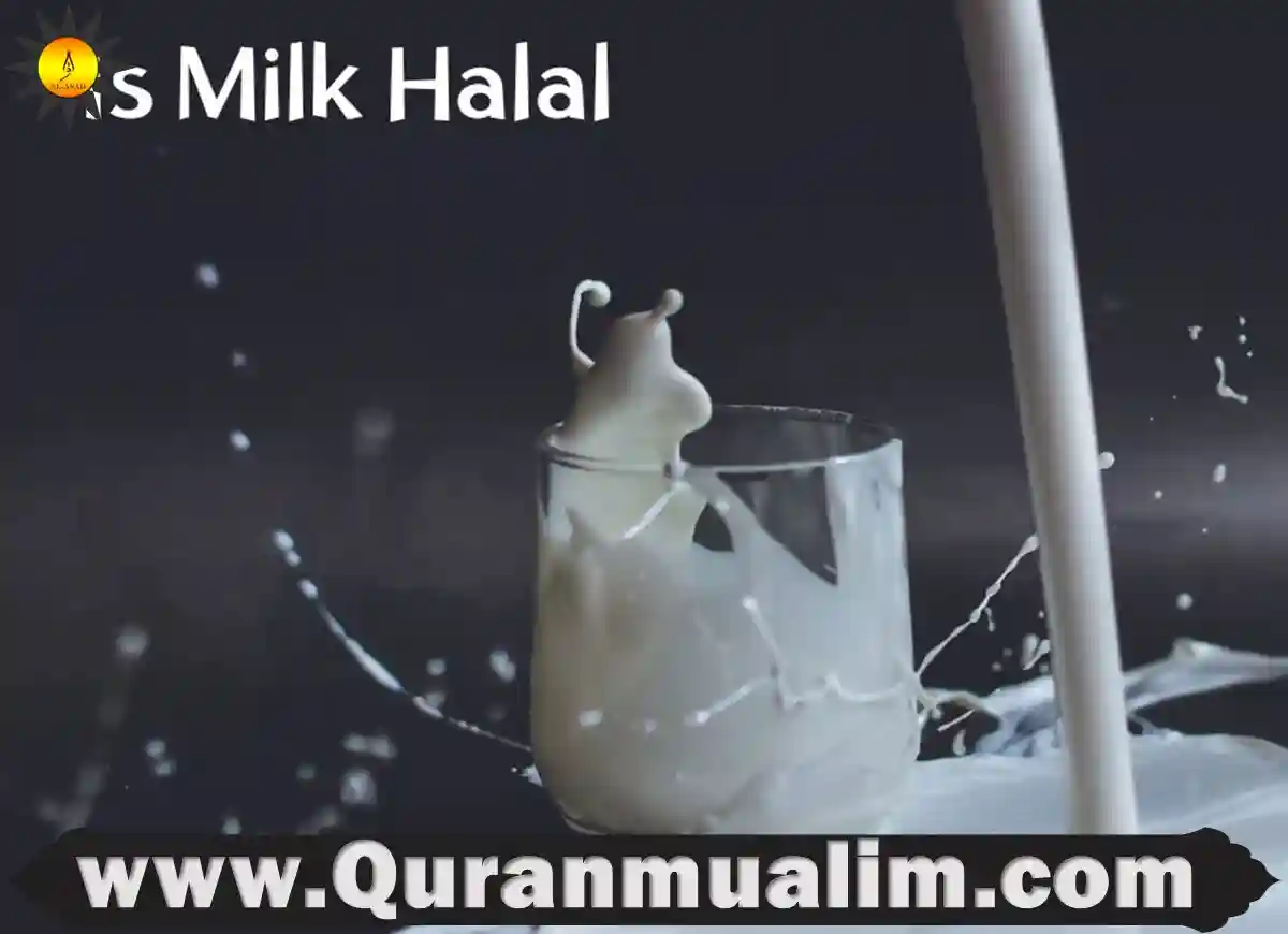 is milk halal,is lindt milk chocolate halal, is whey from milk halal, is milk duds halal, is almond milk halal, is binggrae banana milk halal ,is breast milk halal ,is breast milk halal for husband, is cadbury dairy milk chocolate halal