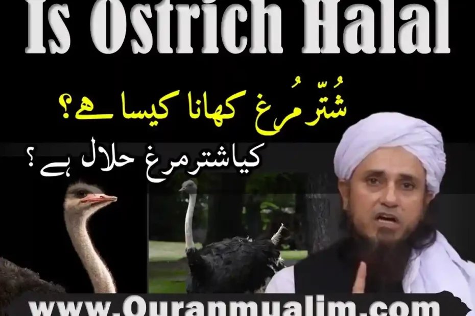 is ostrich halal, is ostrich egg halal, is ostrich halal hanafi, is ostrich meat halal, can you eat ostrich, do ostriches eat fish, do people eat ostrich,halal ostrich meat near me, what meat does muslim eat
