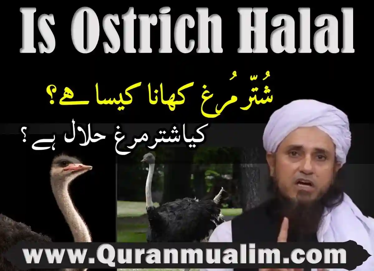 is ostrich halal, is ostrich egg halal, is ostrich halal hanafi, is ostrich meat halal, can you eat ostrich, do ostriches eat fish, do people eat ostrich,halal ostrich meat near me, what meat does muslim eat