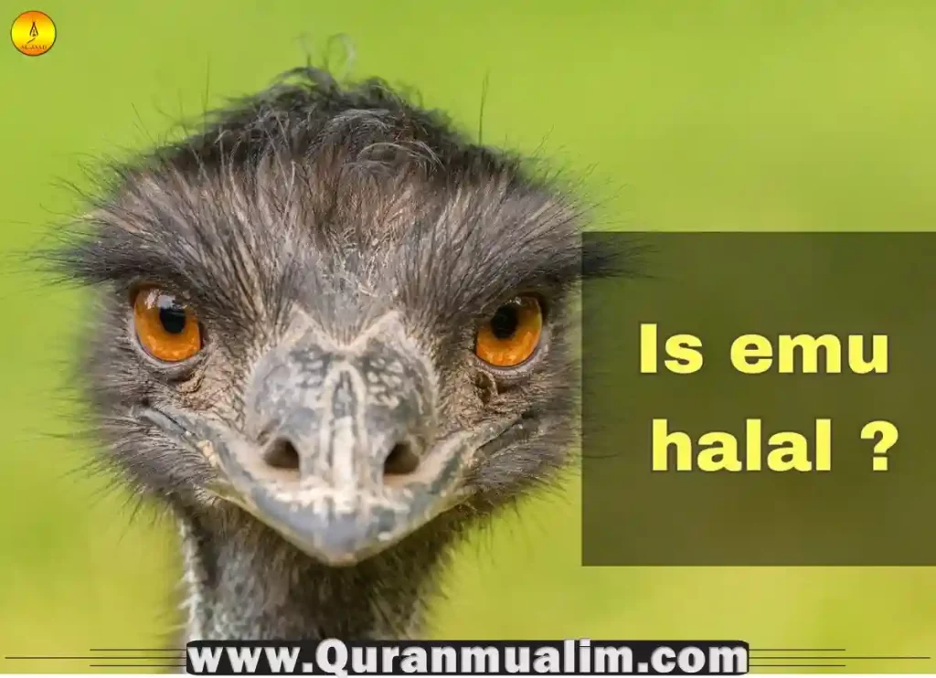 is ostrich halal, is ostrich egg halal, is ostrich halal hanafi, is ostrich meat halal, can you eat ostrich, do ostriches eat fish, do people eat ostrich,halal ostrich meat near me, what meat does muslim eat