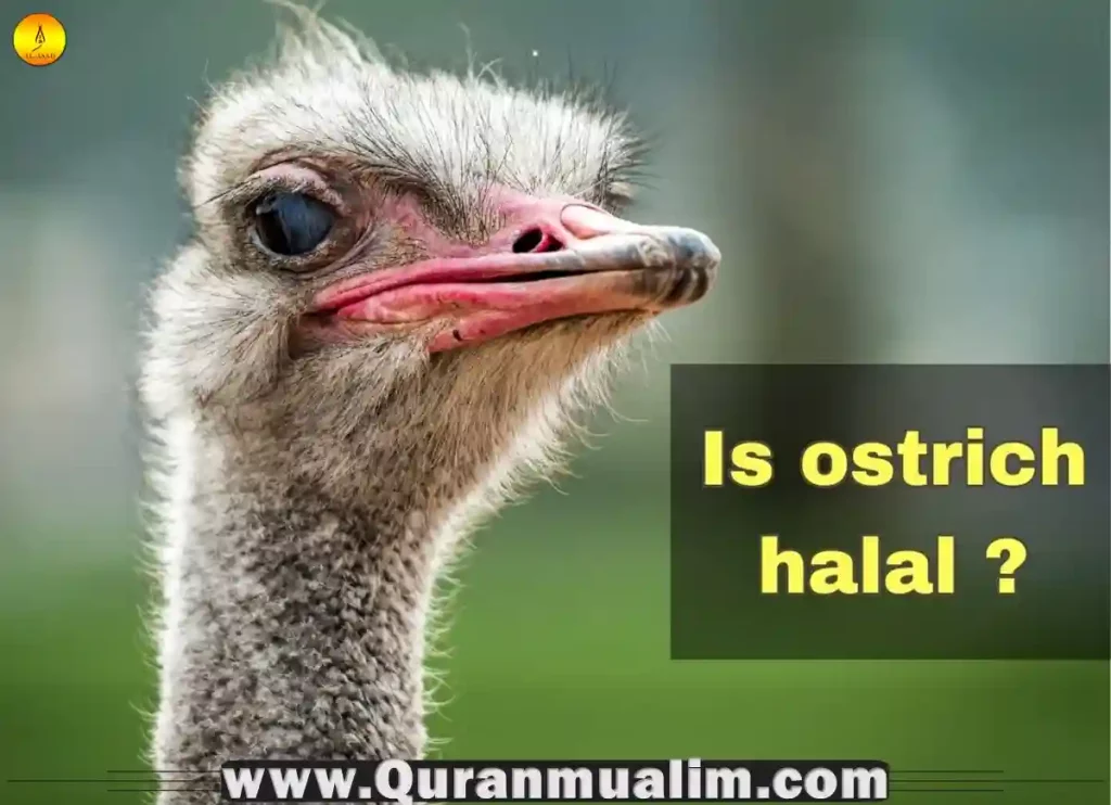 is ostrich halal, is ostrich egg halal, is ostrich halal hanafi, is ostrich meat halal, can you eat ostrich, do ostriches eat fish, do people eat ostrich,halal ostrich meat near me, what meat does muslim eat