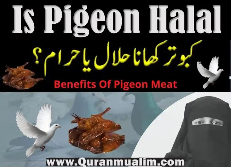 are pigeons halal, halal food in pigeon forge, halal food pigeon forge, halal pigeon, halal pigeon meat for sale