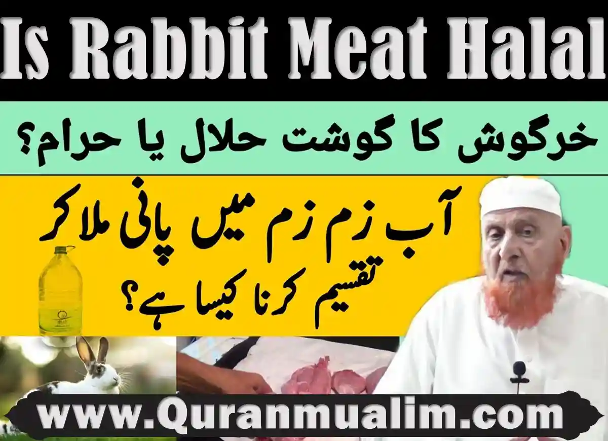Is Rabbit Meat Halal In Islam Quran Mualim