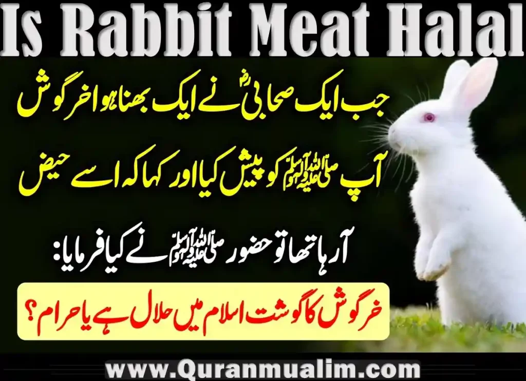 is rabbit meat halal, is rabbit meat halal in islam, rabbit meat is halal, are rabbits halal, is rabbit meat halal, rabbits kosher ,halal rabbit meat, controversial meat, rabbit kosher