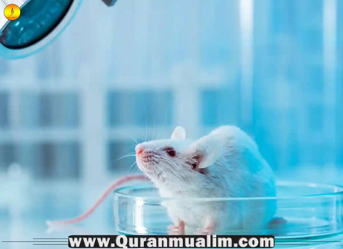 Is Red 40 Pork Halal or Haram Quran Mualim