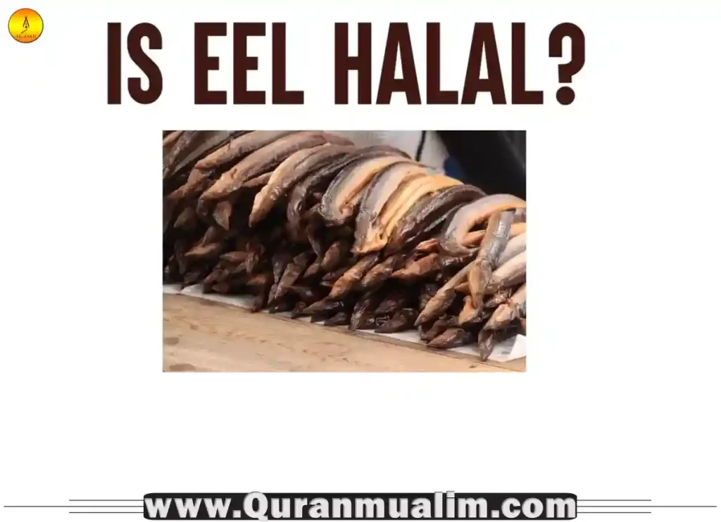 is eel halal, is eel sauce halal, eel is halal, is eel fish halal, is eel halal hanafi, is eel halal hanafi, is crab halal, shrimp halal, is fish halal