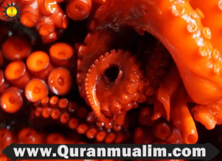 is squid halal, is squid and octopus halal, is squid halal hanafi, is squid halal in islam, is squid halal shia, calamari is halal ,is calamari halal, can you eat squid, do muslims eat fish, is fish haram,halal ink