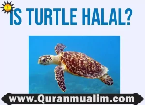 is turtle halal, is eating turtle halal, is sea turtle halal, is turtle halal to eat, is turtle meat halal