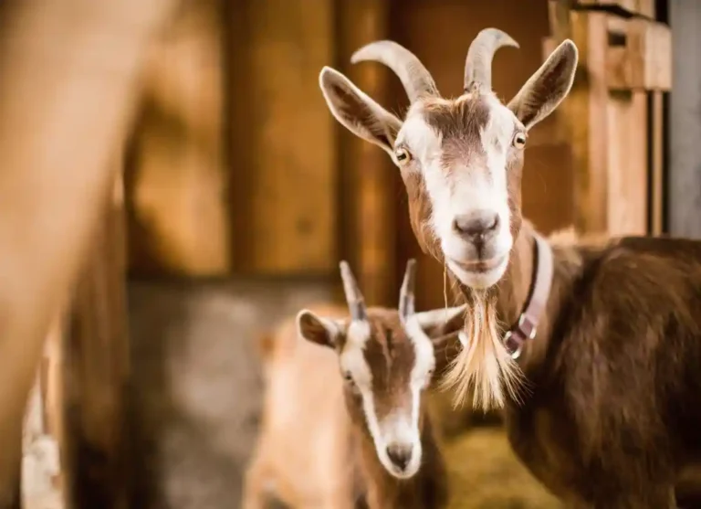 Qurbani Donation 2026: Key Dates, Rules, and Tips, Beliefs, Faith, Islam, Eid Prayer, Eid Celebration