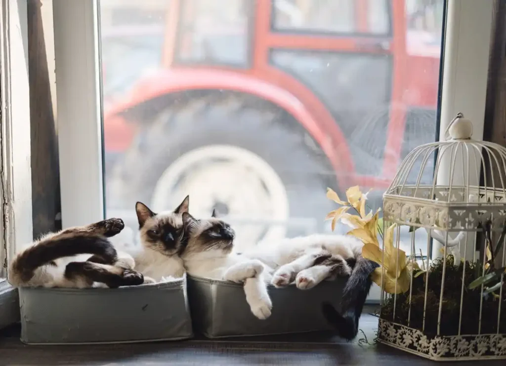 Do Cats Bring Angels in The House in Islam? Islam, Islamic Creed, Islamic Law, Quran, Sunnah