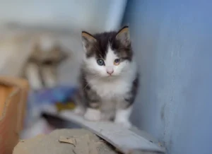 Do Cats Bring Angels in The House in Islam? Islam, Islamic Creed, Islamic Law, Quran, Sunnah